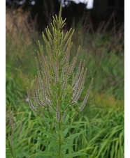 Veronicastrum virginicum