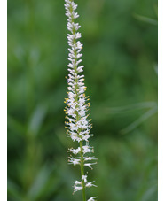 Veronicastrum virginicum 'Diane'