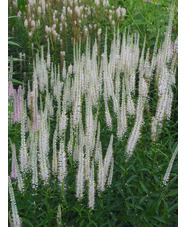 Veronicastrum virginicum 'Diane'