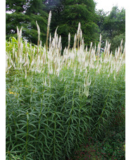 Veronicastrum virginicum 'Diane'