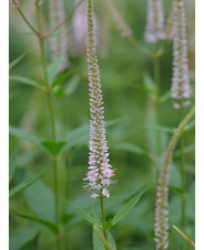 Veronicastrum virginicum f. roseum