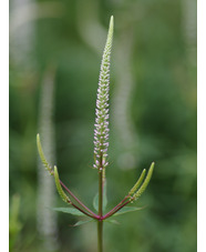 Veronicastrum virginicum f. roseum