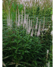 Veronicastrum virginicum f. roseum