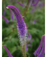 Veronicastrum virginicum 'Fascination'