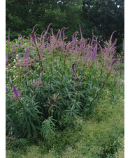 Veronicastrum virginicum 'Fascination'