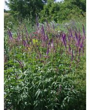 Veronicastrum virginicum 'Fascination'