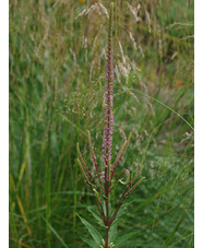 Veronicastrum virginicum 'Kleine Erica'