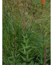 Veronicastrum virginicum 'Kleine Erica'