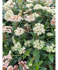 Viburnum tinus 'Eve Price'