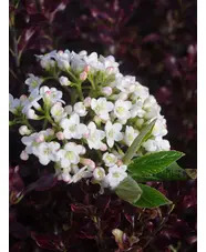 Viburnum x burkwoodii