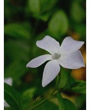 Vinca difformis