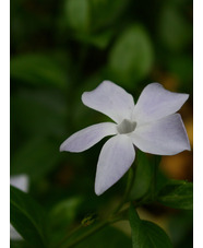 S - Z > Vinca > Vinca difformis - The Beth Chatto Gardens