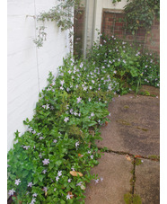 Vinca difformis