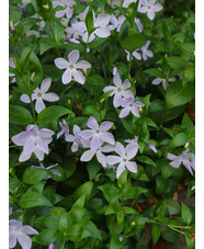 Vinca difformis