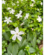 Vinca difformis