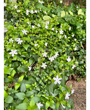 Vinca difformis