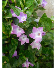 Vinca difformis 'Jenny Pym'