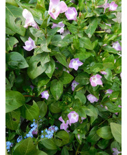 Vinca difformis 'Jenny Pym'