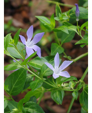 Vinca difformis subsp. sardoa