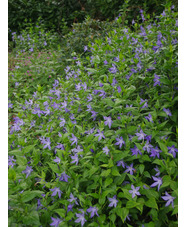 Vinca difformis subsp. sardoa