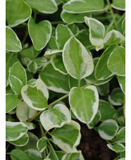 Vinca major 'Variegata'