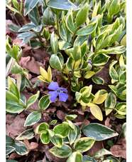 Vinca minor 'Argenteovariegata'