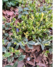 Vinca minor 'Argenteovariegata'