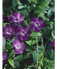 Vinca minor 'Bowles's Purple'