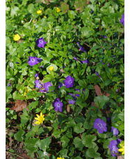 Vinca minor 'Bowles's Variety'