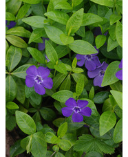 Vinca minor 'Bowles's Variety'