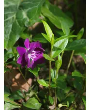 Vinca minor 'Bowles's Purple'