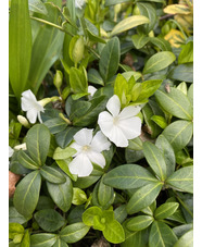 Vinca minor f. alba