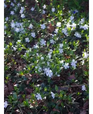 Vinca minor f. alba