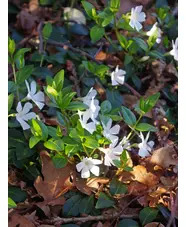 Vinca minor f. alba