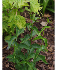 Vincetoxicum fuscatum