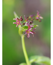 Vincetoxicum fuscatum