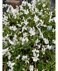 Viola cornuta Alba Group