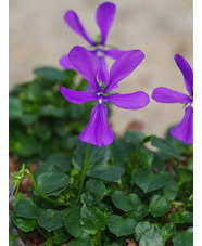 Viola cornuta 'Spider'