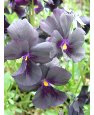 Viola 'Molly Sanderson'