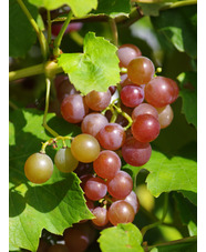 Vitis 'Fragola'