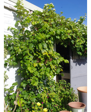 Vitis 'Fragola'