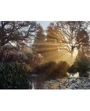 Beth Chatto Christmas Fair 