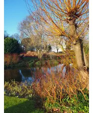 Salix alba var. vitellina 'Britzensis'