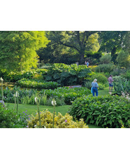 Summer Solstice in the Garden 