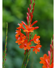 Watsonia pillansii