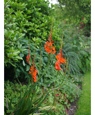 Watsonia pillansii