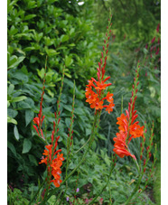Watsonia pillansii