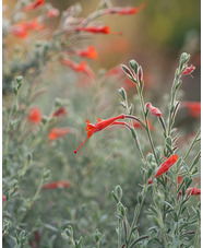 Epilobium canum 'Ed Carman'