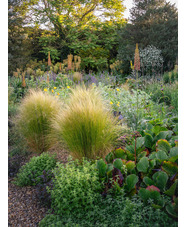 Stipa tenuissima