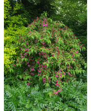 Weigela 'Bristol Ruby'